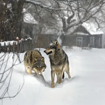 Viasat Nature-RA-Wolves-ORF-Presse-20