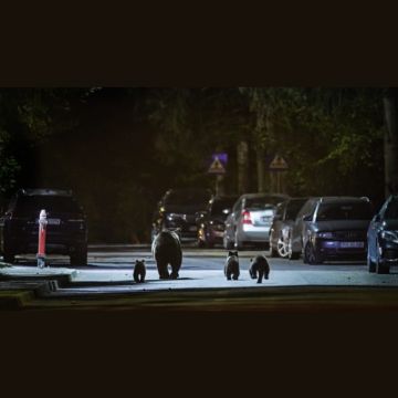 Ντοκιμαντέρ στην ΕΡΤ3: «Οι Αρκούδες της Τρανσυλβανίας»