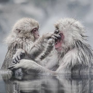 Συμπαραγωγή 4Κ από το BBC και την ιαπωνική NHK