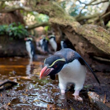 Viasat Nature – Highlights, Φεβρουάριος 2024