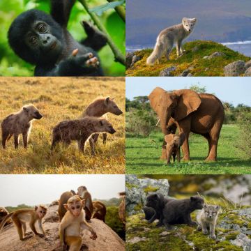 «Ζώα της Γης: Ο πρώτος χρόνος» – Nέα εξαιρετική σειρά ντοκιμαντέρ στην ΕΡΤ2