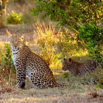 «Εθνικό Πάρκο Μασάι Μάρα»: Στο σταυροδρόμι της άγριας ζωής