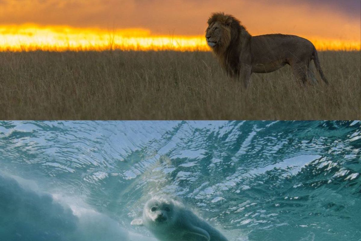 a480063004243de502677412b56c79d9 XL 5dcfc104