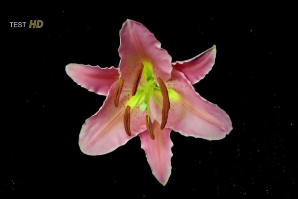 b225e64bdaac62c44562dbc8cb763254 XL 5da4efed