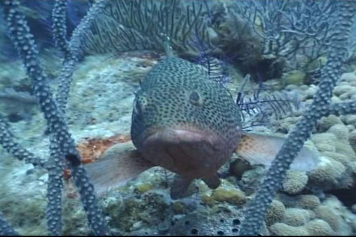 09b87d8495c8cf32b64735c816312dfe XL 5f81b71a