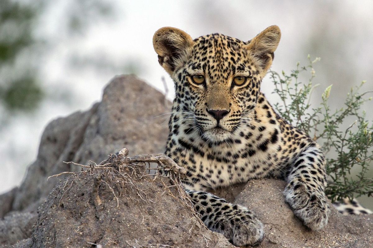 Viasat Nature Leopard Thrones A Copy of TJM Xongile 4 copy 67cec109