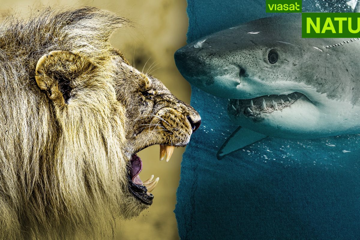 Viasat Nature Big Cats VS Sharks 1600x900 Logo 1 6a801360
