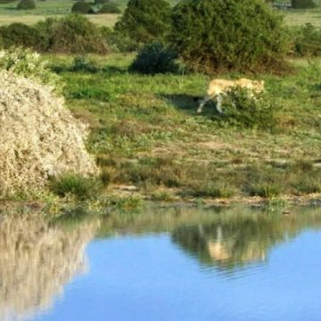 Η Disney επιβεβαιώνει την εξαγορά του γερμανικού Das Vierte