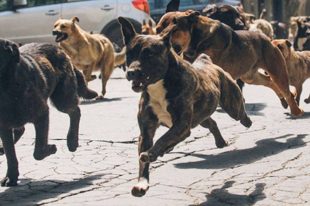 f076a620181e3f069d02052283c94cd7 XL 704fb416