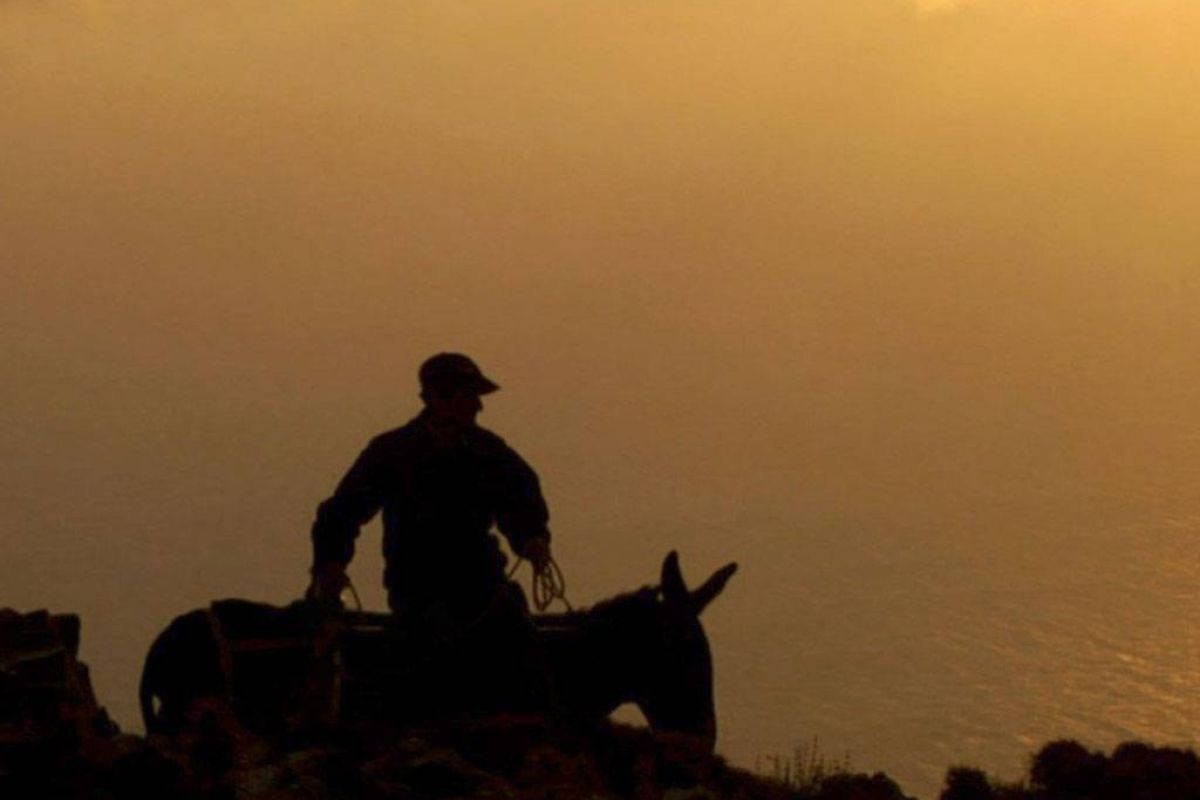 31ab81824f2f5a6ba5887e2fe2e03f78 XL 71203069