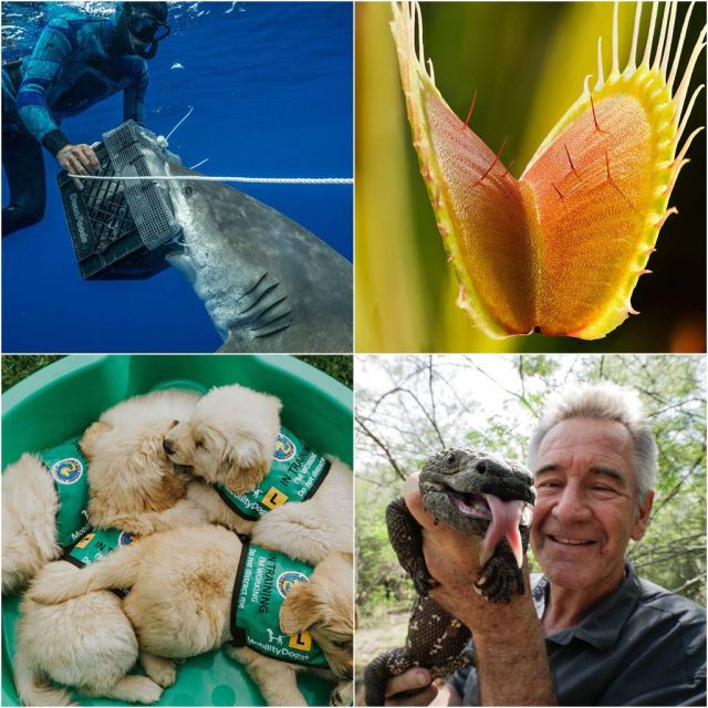 Ο Έλληνας υδροβιολόγος Γιάννης Παπασταματίου ανακαλύπτει τα μυστικά των λευκών καρχαριών τον Ιούνιο στο Viasat Nature