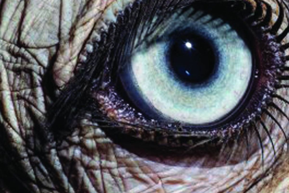 833bdf48efb011b8e96ba5e726a33263 XL 73fcc79d