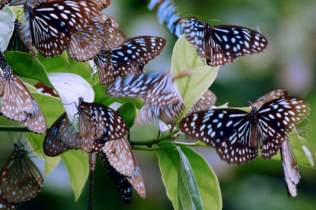 Viasat Nature Chinas Wild Secrets Blue Tiger Butterflies 738dbdd1