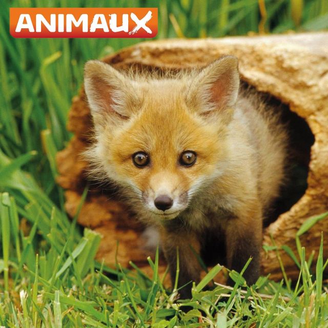 Νεότερα του πακέτου CANALSAT για τον Μάιο