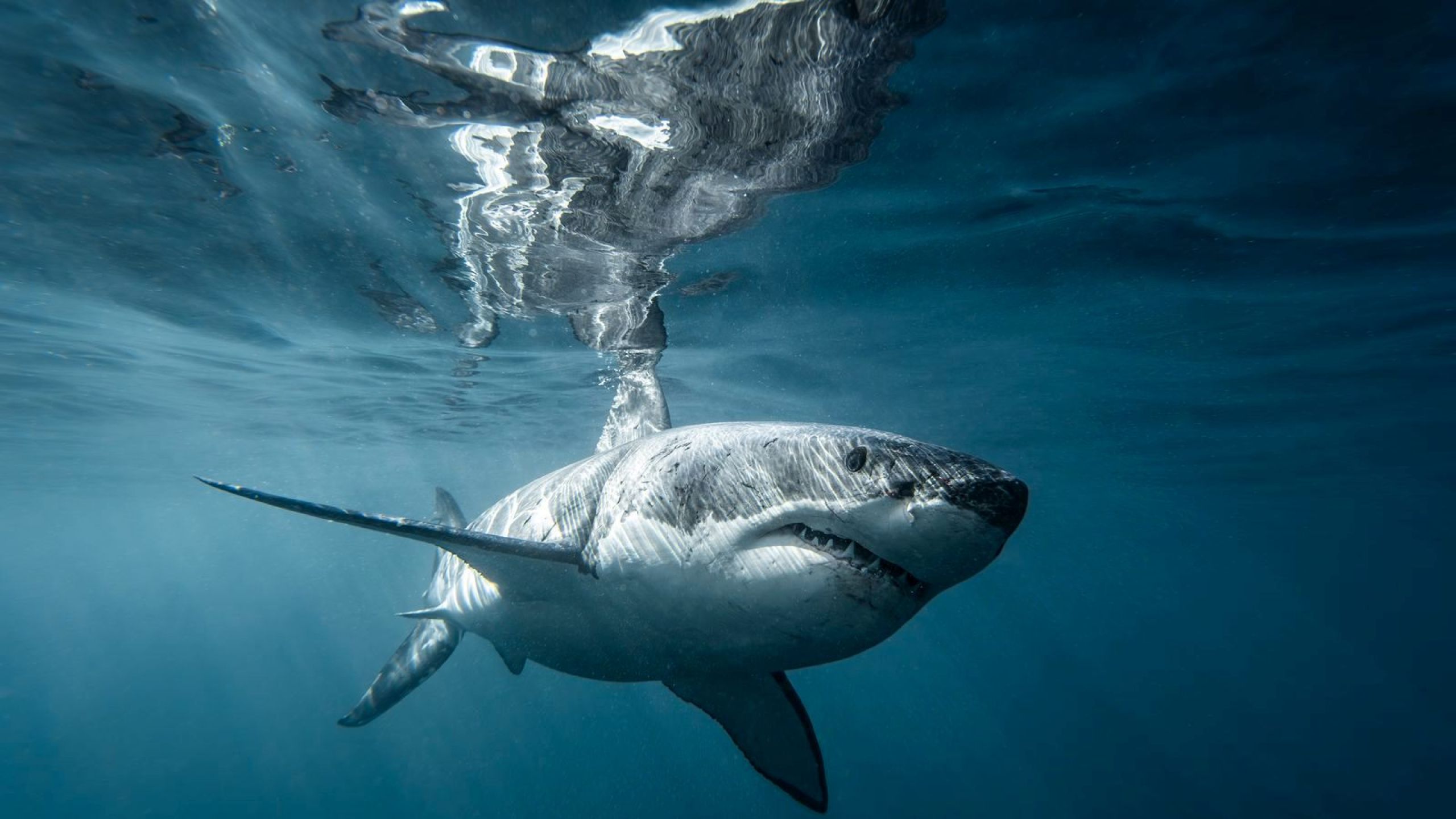 Viasat Nature BossShark 77b859dc