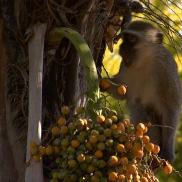 Nat Geo Wild HD στο πακέτο του UPC Direct