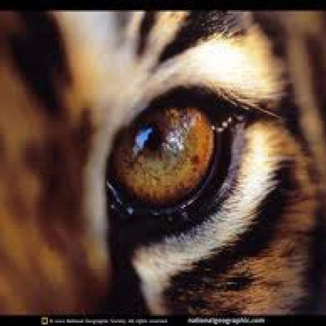 Δείτε σήμερα σε National Geographic Wild