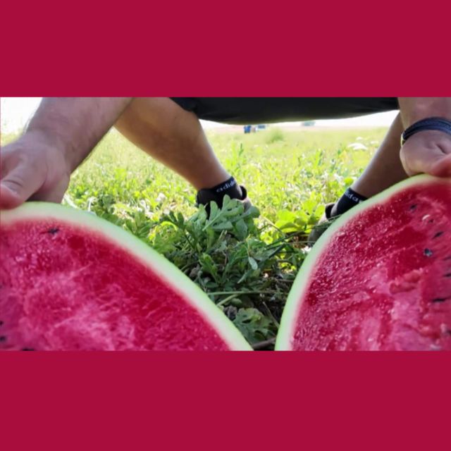 «Από το Χωράφι στο Ράφι»: Καρπούζι