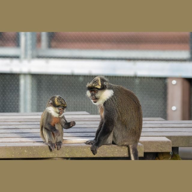 Η ζωή των πιθήκων στρίβει στο Viasat Nature – Ένα ισχυρό νέο κεφάλαιο στο παγκόσμιο φαινόμενο διάσωσης πρωτευόντων