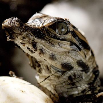 Οι κορυφαίες στιγμές των Viasat Nature και Viasat Explorer τον Μάρτιο