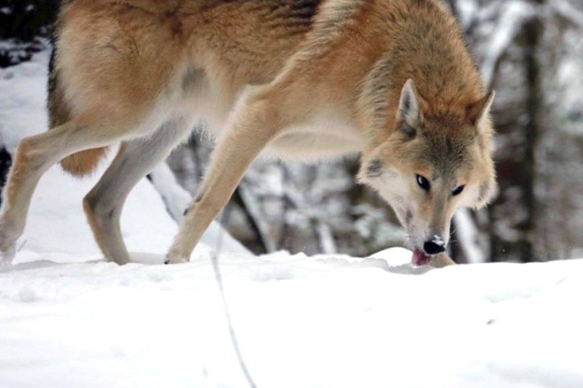 dab027bae5c26a6828e7b1e87a21fe5b XL 8082df8d