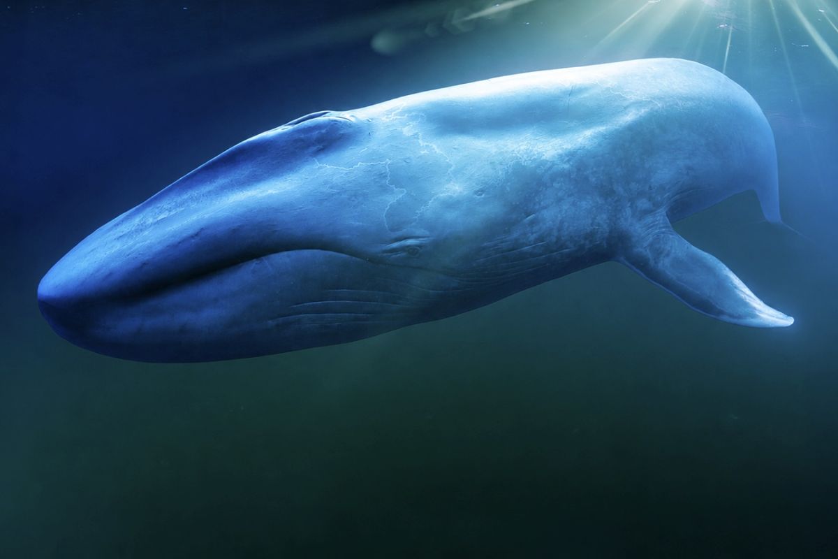 Viasat Nature Blue Whales Return of the Giants Blue Whale OG KA landscape 82f501a8