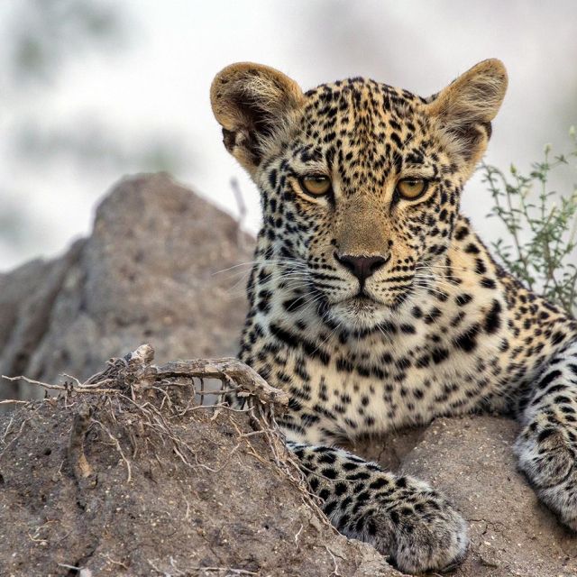 VIASAT NATURE: Παιχνίδι διαδοχής, Αρπακτικά πτηνά, αφιέρωμα στην Αφρική και άλλα