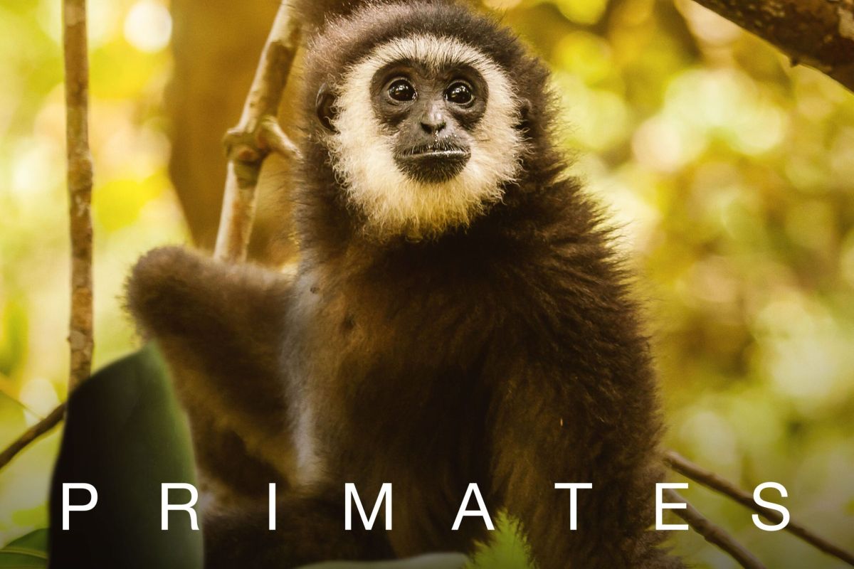 VIASAT NATURE Primates STANDARD 3000x3000 scaled 8899acd8