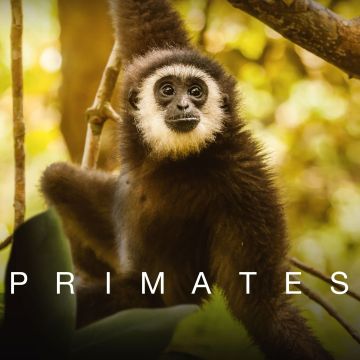 Πρωτεύοντα, Αφιέρωμα στους προϊστορικούς γίγαντες και Κάθε Πέμπτη με τον Ατένμπορο στο VIASAT NATURE