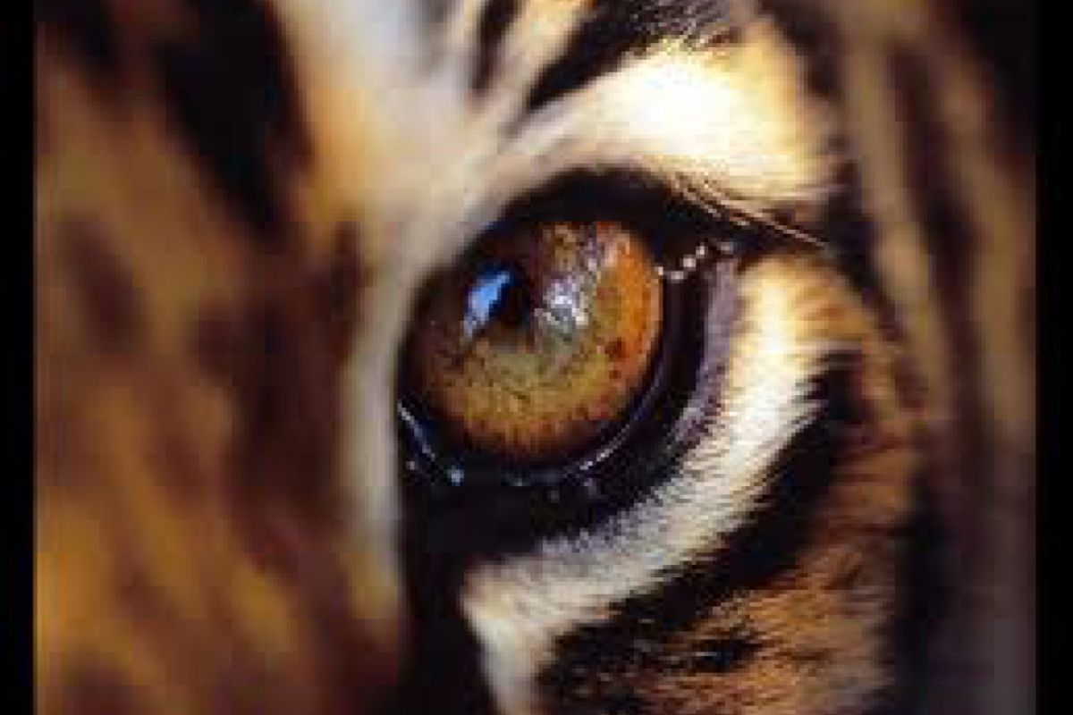 Δείτε σήμερα σε National Geographic και National Geographic Wild