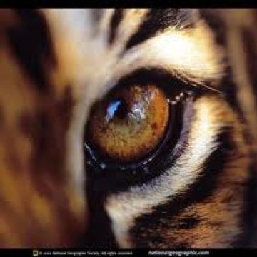 Η Άγρια Δύση στο Nat Geo Wild