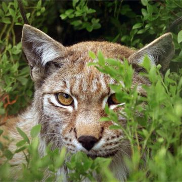 Ένα κινηματογραφικό σαφάρι που κόβει την ανάσα στην Άγρια φύση της Ευρώπης στο Viasat Nature