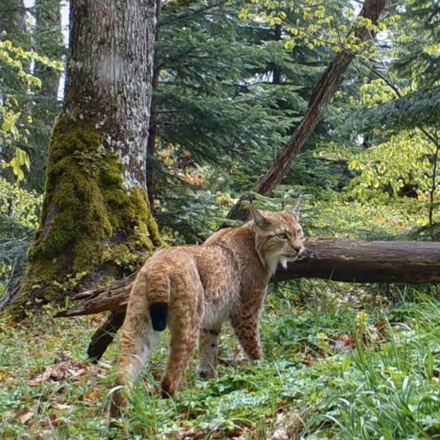 «Η Ευρωπαϊκή Πράσινη Ζώνη» – Νέα εκπληκτική σειρά ντοκιμαντέρ σε πρώτη τηλεοπτική μετάδοση στην ΕΡΤ2