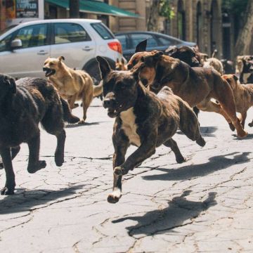 4 Οκτωβρίου: Παγκόσμια Ημέρα των Ζώων – Αφιέρωμα στην ΕΡΤ2