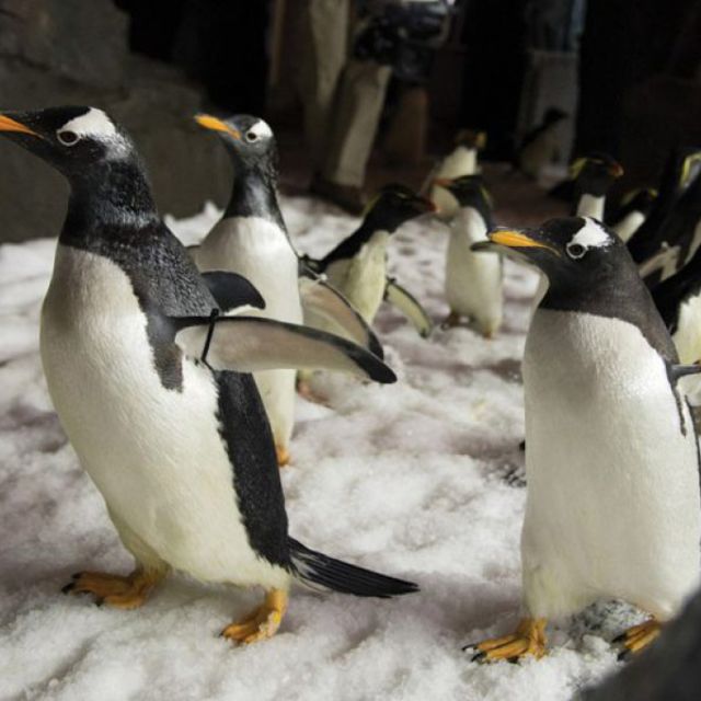 Χριστούγεννα με μοναδικά ντοκιμαντέρ στη Nova