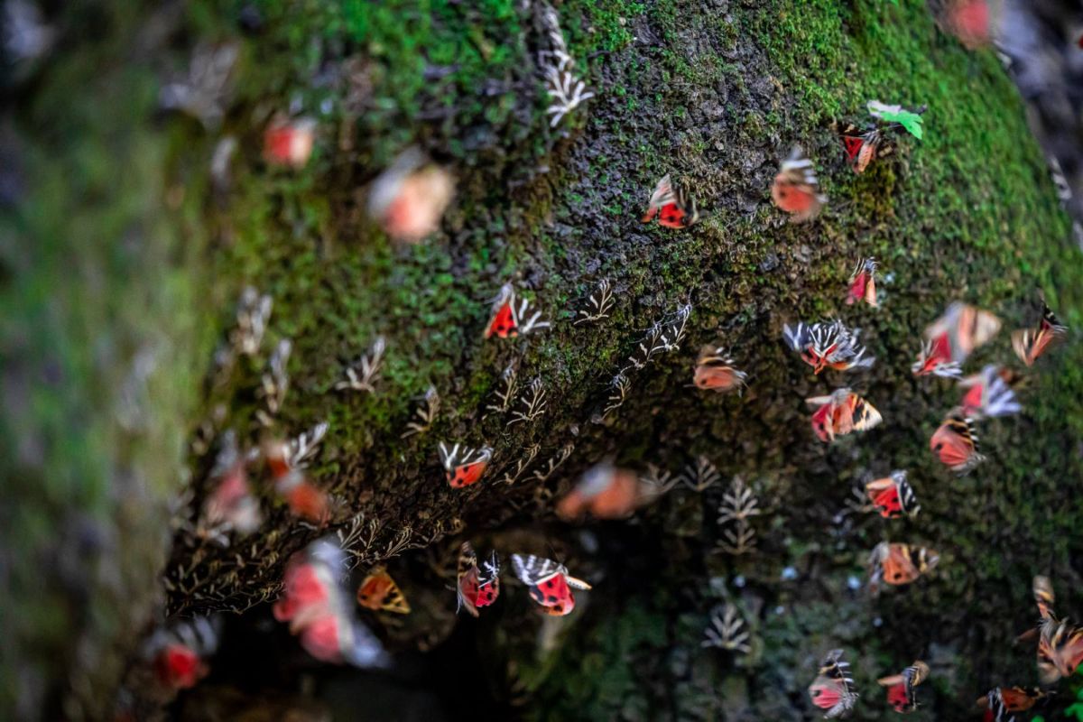 Photo 7 %CE%9A%CE%BF%CE%B9%CE%BB%CE%AC%CE%B4%CE%B1 %CE%BC%CE%B5 %CF%84%CE%B9%CF%82 %CE%A0%CE%B5%CF%84%CE%B1%CE%BB%CE%BF%CF%8D%CE%B4%CE%B5%CF%82 4 9374b000