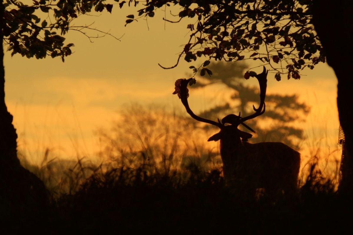 VIASAT NATURE Wild Irish Year 1 9731ee54