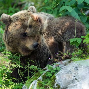 "Η επιστροφή των αρκούδων" στο Viasat Nature