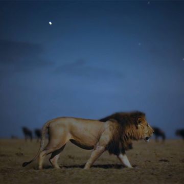 H Apple TV+ παρουσιάζει το πρώτο trailer της σειράς ντοκιμαντέρ Earth at Night in Color