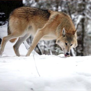 «Η συνεχής εξέλιξη» – Νέα εντυπωσιακή σειρά ντοκιμαντέρ στην ΕΡΤ2