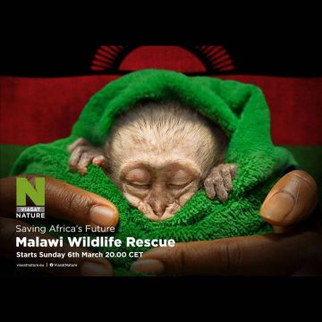 «Καταφύγιο άγριας φύσης στο Μαλάουι»: Η διάσωση και η περίθαλψη των άγριων ζώων σε ένα συναρπαστικό ντοκιμαντέρ.