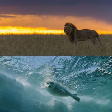 Οκτώβριος στο Viasat Nature: Πρεμιέρα για την επική σειρά ντοκιμαντέρ "Ο άγριος καιρός του Καναδά"