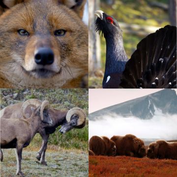 Tο συναρπαστικό κινηματογραφικό σαφάρι στην «Άγρια φύση της Ευρώπης» συνεχίζεται σε μια ολοκαίνουρια σεζόν αυτό το Μάρτιο στο Viasat Nature