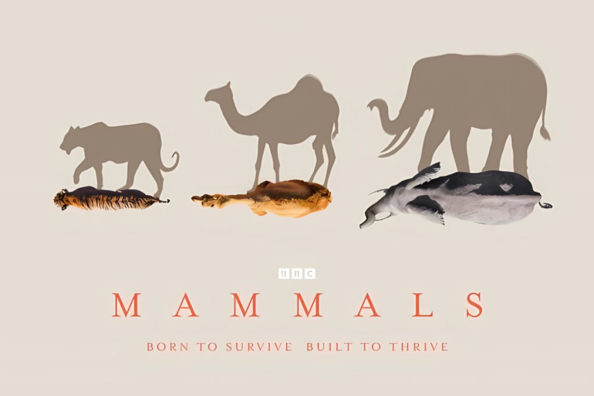 1024X1024 78 a083dcb9