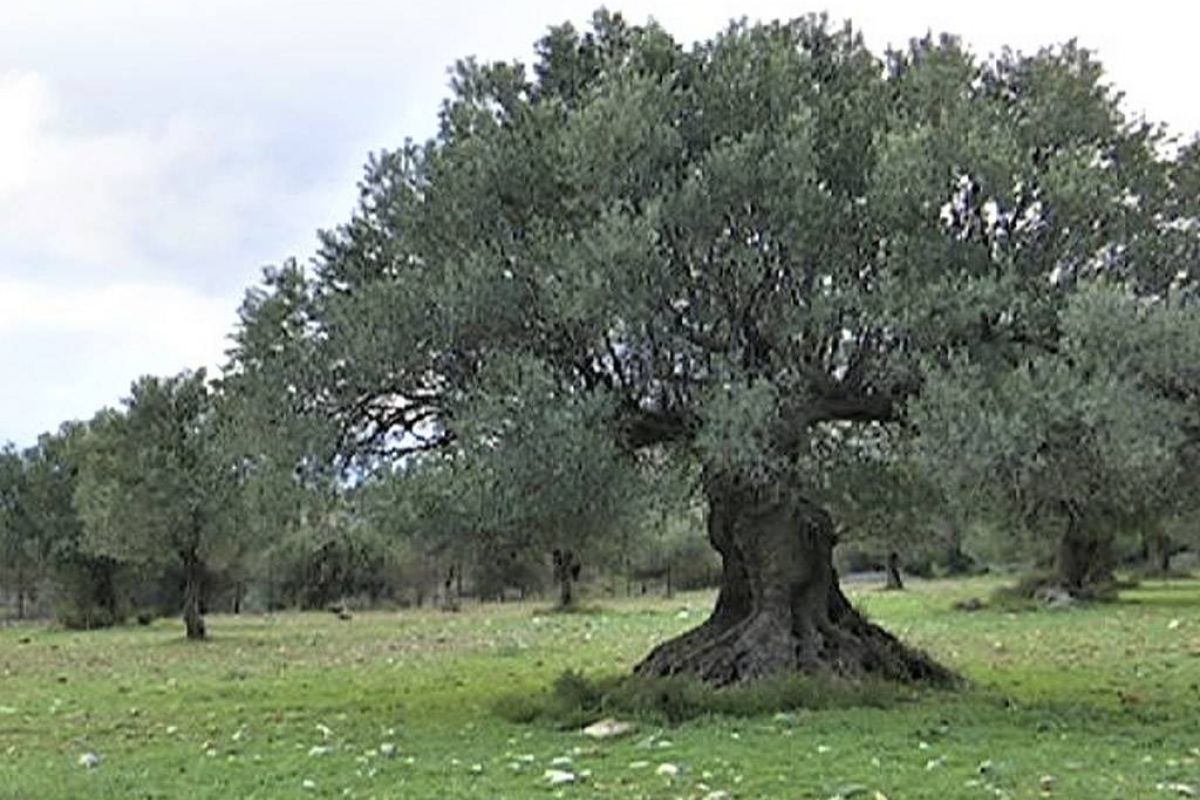 b3676d8fd26cee9be5f81c4b3b54fefe XL a136294a