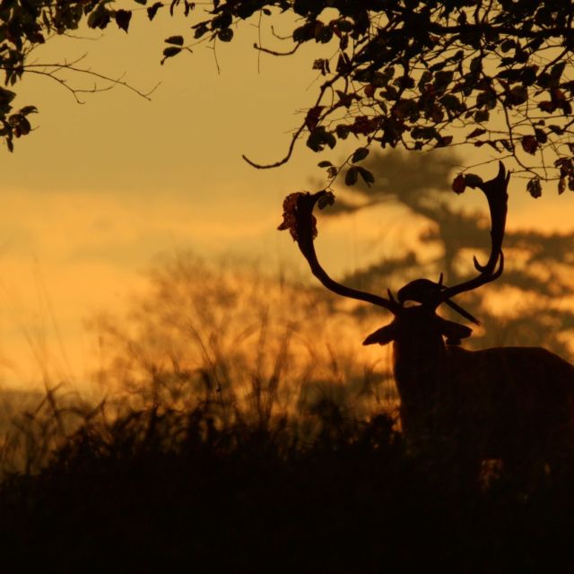 Ένας χρόνος στην άγρια Ιρλανδία και Θαύματα της άγριας φύσης στη Νέα Αγγλία στο VIASAT NATURE