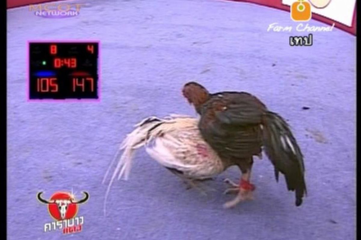 53baca05f970e5aee056595614376b43 XL a5ecb2da