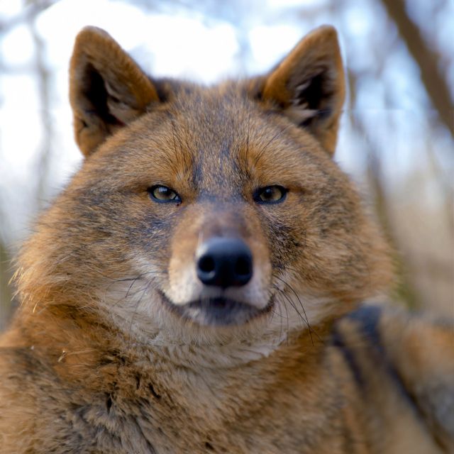ΤΟ VIASAT NATURE ΣΕ ΤΑΞΙΔΕΥΕΙ ΣΕ ΜΙΑ ΑΓΡΙΑ ΚΑΙ ΥΠΕΡΟΧΗ ΠΕΡΙΠΕΤΕΙΑ ΑΥΤΟΝ ΤΟΝ ΟΚΤΩΒΡΙΟ ΜΕ ΤΟ ΑΦΙΕΡΩΜΑ «Η άγρια φύση της Ευρώπης»…