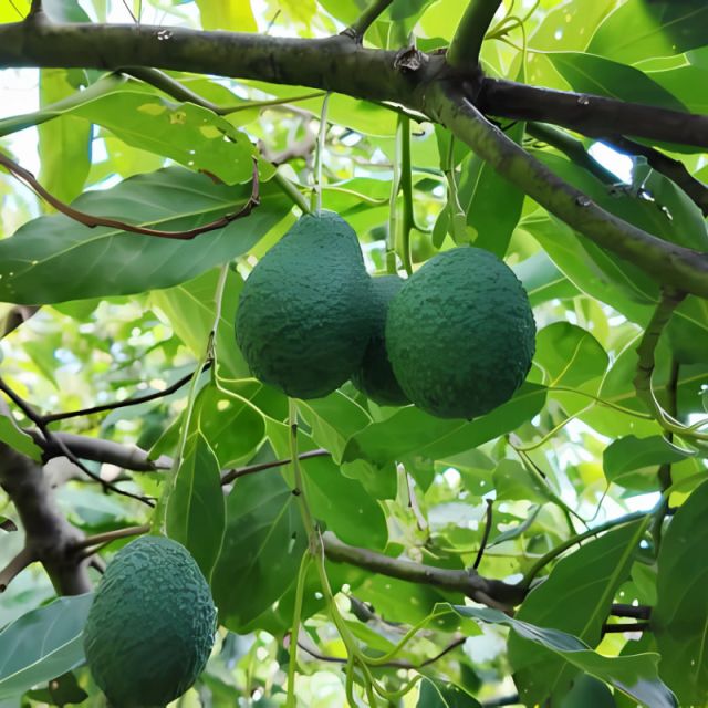 ΕΡΤ3, «Από το Χωράφι στο Ράφι»: Αβοκάντο