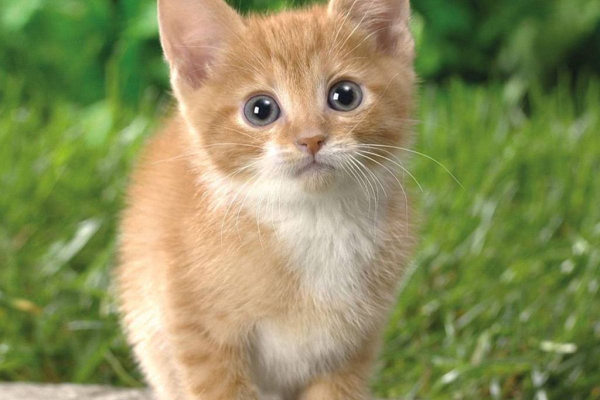 6cc6b71d7b9ba8044ebc0e9cc439d0c6 XL a66ec1c0